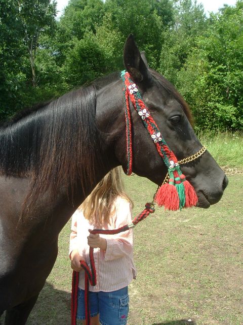 1989 Ford Bronco - Head-and-neck profile of a dark bay Arabian horse wearing an ornate red and green braided halter with cowrie-shell rosettes, red tassels, a…