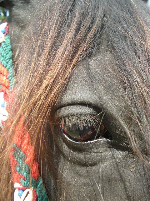 1989 Ford Bronco - A detailed view of a horse's eye, showing its long lashes and the reflection in the pupil, with colorful braided adornments visible.