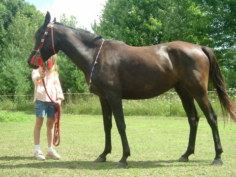 1989 Ford Bronco - A dark bay Arabian horse in a red-and-green tasseled halter and beaded neck strap stands in profile on a grassy paddock while a child holds…