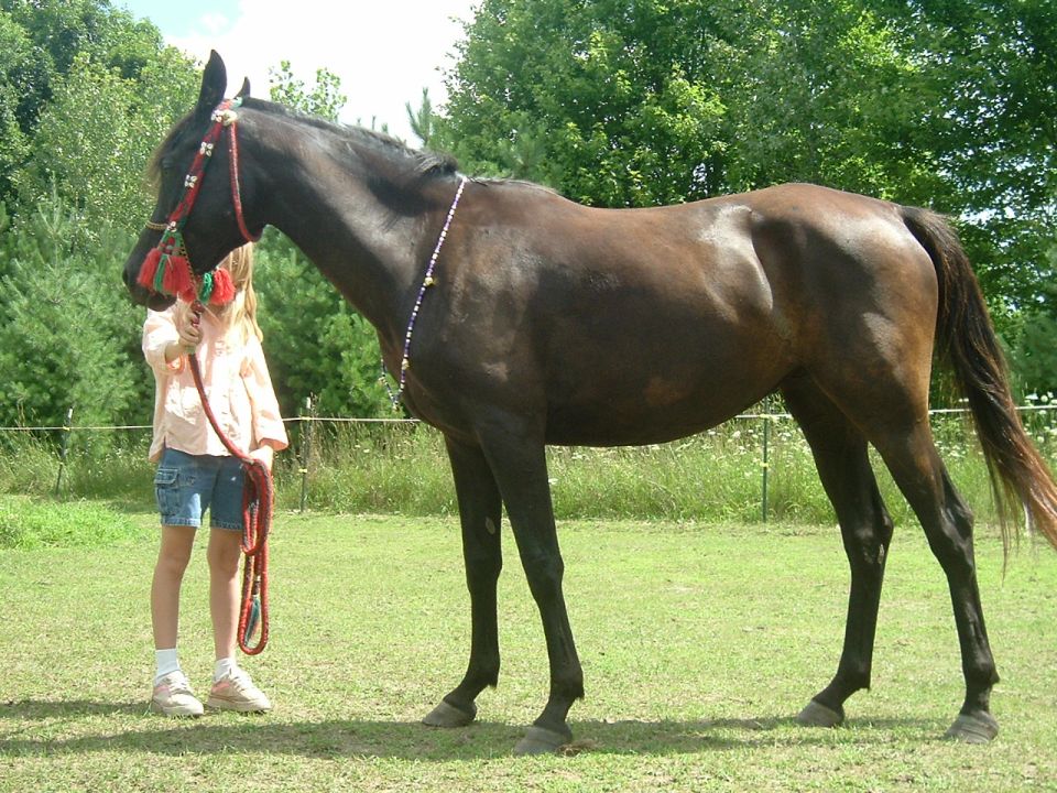 Dark bay Arabian horse in decorated halter held by a child in a grassy paddock