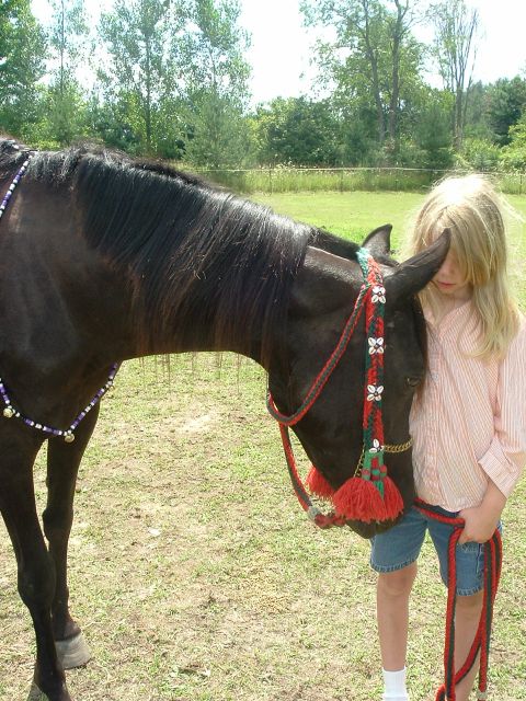 1989 Ford Bronco - A dark bay Arabian horse wearing a red-and-green tasseled show halter and beaded neck strap stands head-to-head with a child holding the le…