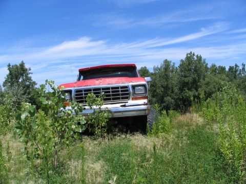 1978 Ford Bronco - yeah i drove over those sapplings