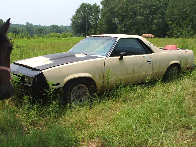 Horse head on left, old beige pickup truck in grassy field. Hood is black