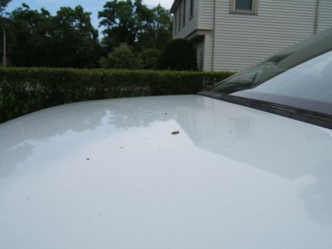 1998 Ford Taurus - The image shows the hood of a white car with some debris on it, reflecting a house and trees in the background.