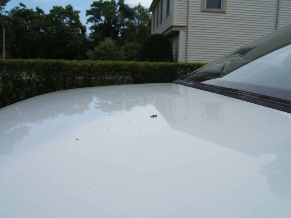 White car hood with debris, showing reflection of a house and trees