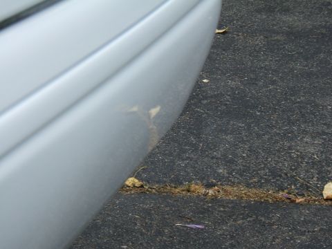 1998 Ford Taurus - Close-up view of a silver car's fender and the asphalt ground, with some leaves and debris visible.