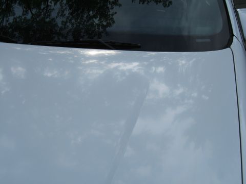 1998 Ford Taurus - The hood of a white car is shown from a high angle, reflecting the sky and trees above.