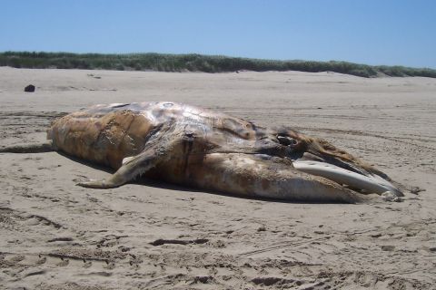 1994 Ford F-150 - A deceased whale lies on the sand near the ocean, with vegetation on the dunes behind it.