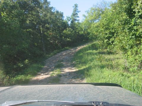 1995 Ford Bronco - Driving down a dusty, unpaved road surrounded by lush green foliage under a clear blue sky.