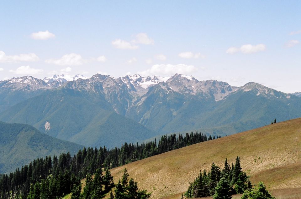 Grassy ridge and conifers below a snow-patched jagged mountain range