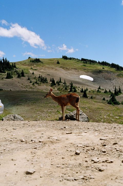 1997 BMW F650 - A deer stands in a mountain landscape, with a car partially visible on the left side.