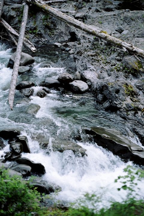 1997 BMW F650 - A turbulent river flows over rocks and logs, surrounded by dense foliage and rocky terrain.