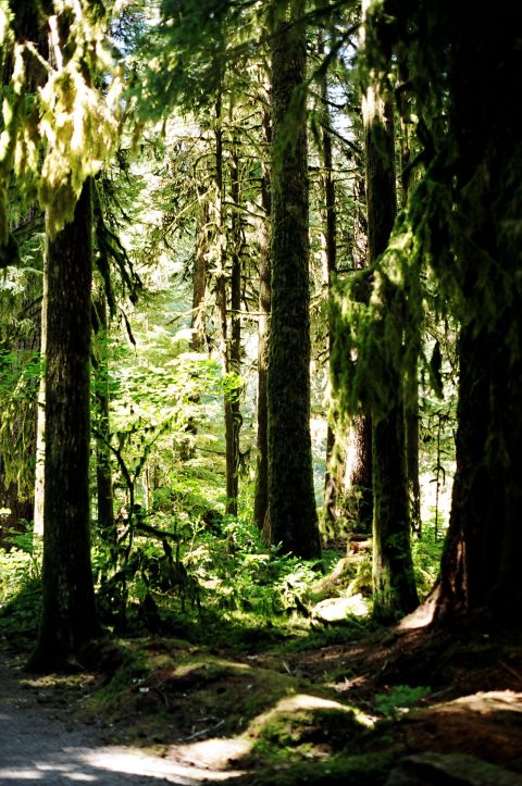 1997 BMW F650 - A forest scene with tall trees draped in moss, illuminated by sunlight filtering through the canopy.