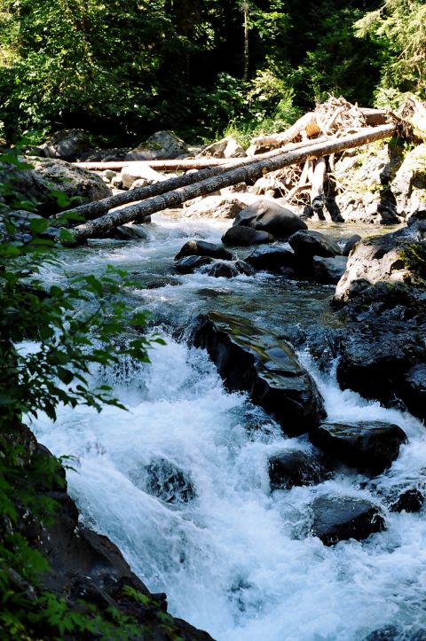 1997 BMW F650 - A fast-flowing river cascades over rocks, with fallen trees visible upstream.