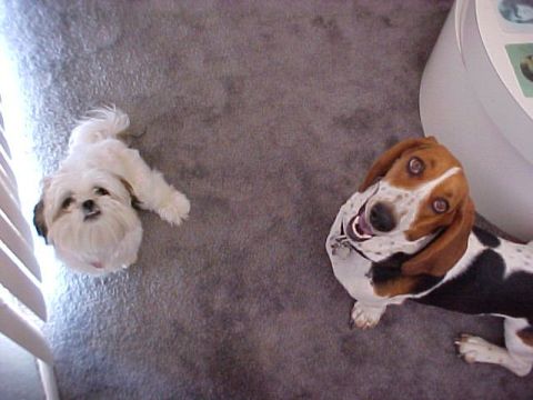 2000 Ford Taurus - A shih tzu and a basset hound look up from a carpeted floor, with a website URL visible in the corner.