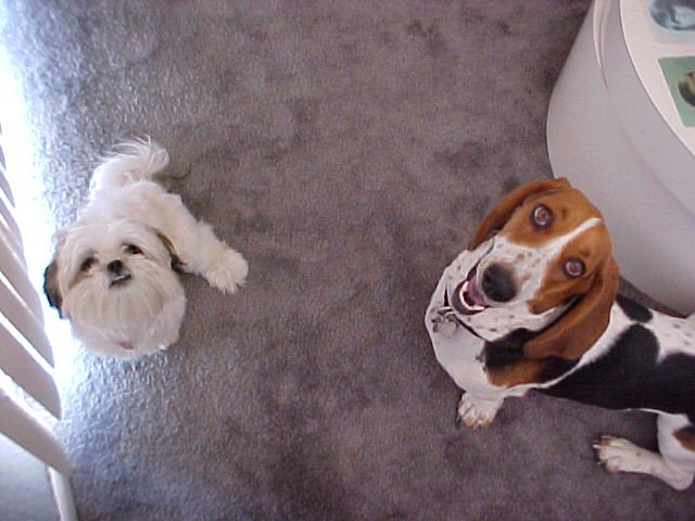 Two dogs, a shih tzu and a basset hound, on a carpet