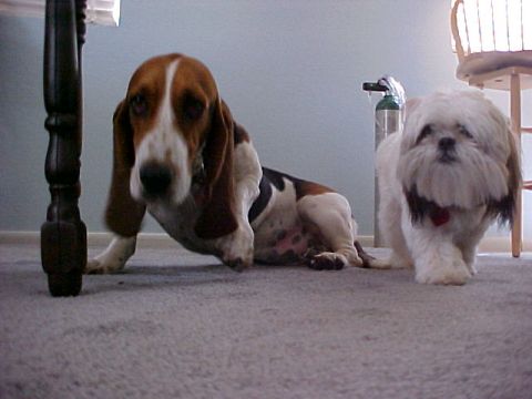 2000 Ford Taurus - Two dogs are on a carpeted floor near a table leg and a chair.