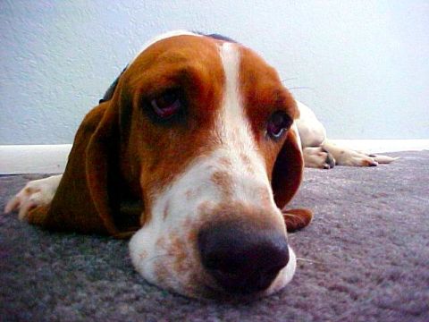 2000 Ford Taurus - A Basset Hound dog rests on a carpeted floor, its long ears spread out.