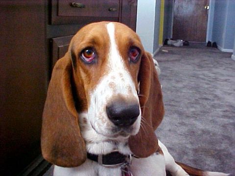 2000 Ford Taurus - A close-up of a Basset Hound dog's face, showing its distinctive long ears and soulful eyes.