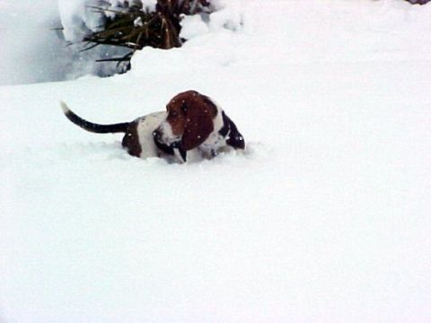 2000 Ford Taurus - A Basset hound dog plays in deep snow, with only its head and tail visible.