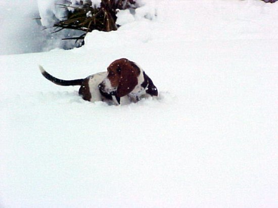 Basset hound dog with brown and white markings partially buried in snow