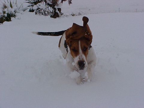 2000 Ford Taurus - A dog runs through a snowy field, kicking up snow as it goes.