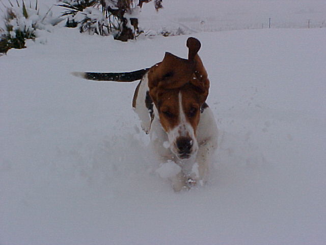 Dog running through snow