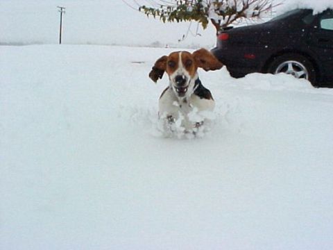 2000 Ford Taurus - Dog plays in the snow near a parked car.