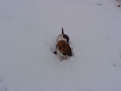 2000 Ford Taurus - A Basset Hound is partially submerged in a snowy landscape.