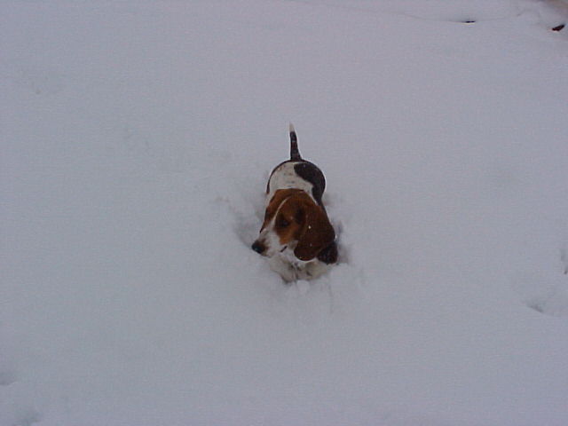Basset Hound dog standing in deep snow