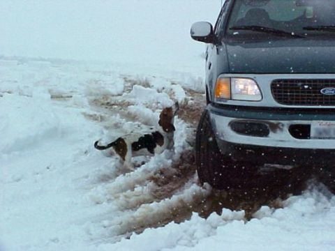 2000 Ford Taurus - A green Ford F-150 is partially visible in a snowy landscape with a dog in the foreground.