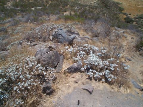 2005 Nissan Frontier - A dry, rocky landscape is dotted with sparse vegetation and small white flowers, with a Supermotors.net logo in the corner.