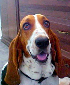 2000 Ford Taurus - A Basset Hound dog looks directly at the camera with a surprised expression. The Supermotors logo is visible at the bottom.