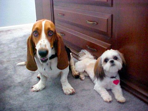 2000 Ford Taurus - Two dogs, a Basset Hound and a Shih Tzu, are posing on a carpeted floor.