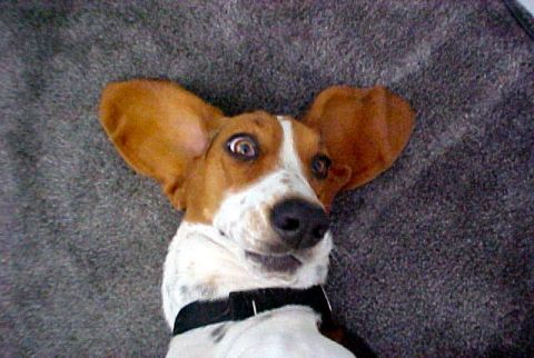 2000 Ford Taurus - A Basset Hound dog with its ears flopped out and eyes wide open is lying on a carpeted surface.