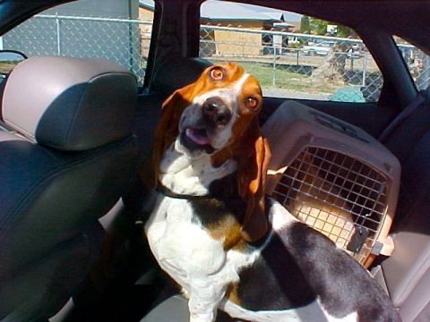 2000 Ford Taurus - A basset hound dog sits in the back seat of a car, looking at the camera with a curious expression.