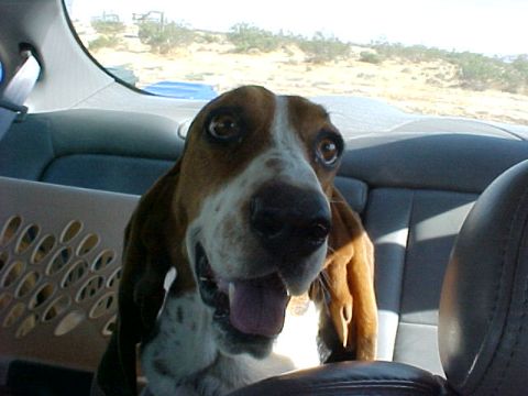 2000 Ford Taurus - A dog looks out from the back seat of a car, with a pet crate visible.