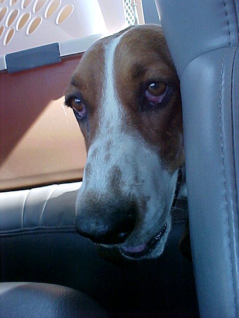 2000 Ford Taurus - Dog in a pet carrier inside a vehicle.