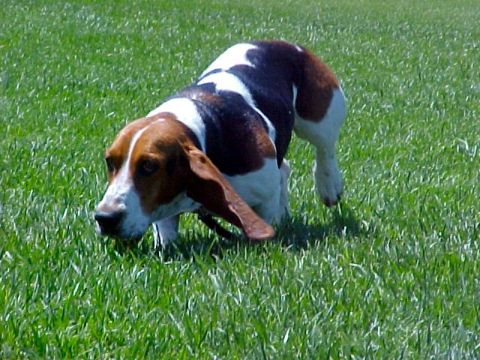 2000 Ford Taurus - A Basset Hound dog with long ears walks through a grassy field.