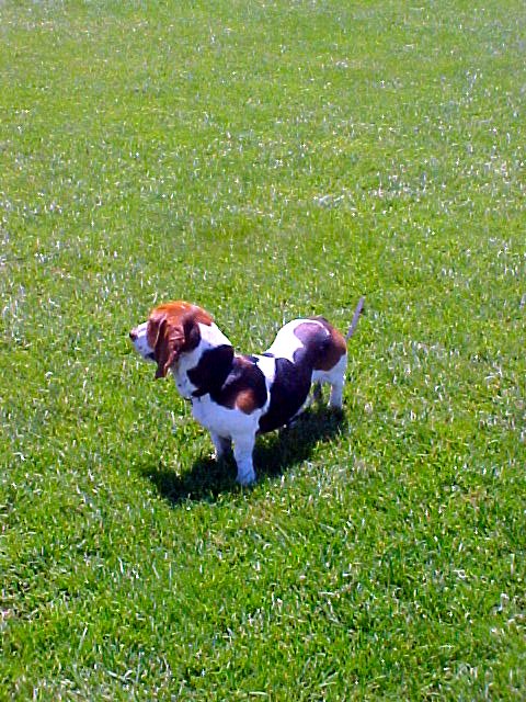 2000 Ford Taurus - A tri-colored Basset hound is pictured in a grassy outdoor setting.
