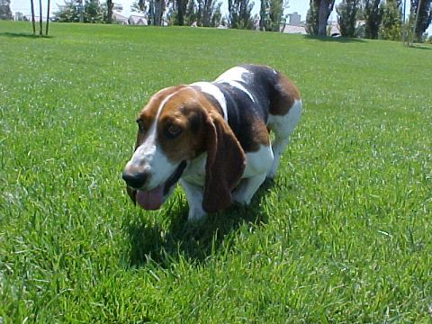 2000 Ford Taurus - A tri-color basset hound with long ears walks across a green lawn under a clear sky.