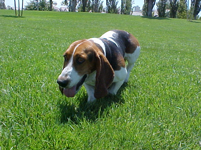 Basset hound dog on a grassy lawn