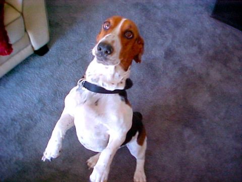 2000 Ford Taurus - A Basset Hound dog is sitting on a carpeted floor and looking upwards.