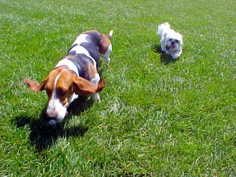 2000 Ford Taurus - Two dogs are playing on a grassy field on a sunny day.