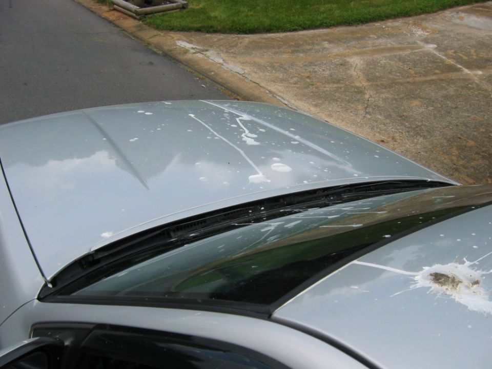 Silver car hood with bird droppings and a dented area near the windshield