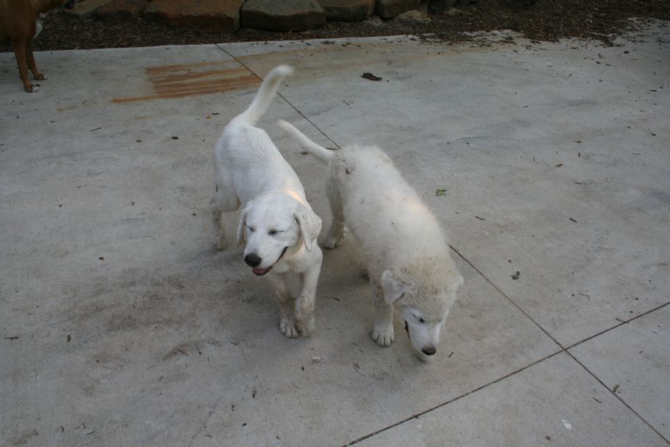 Two white puppies standing together on a concrete patio