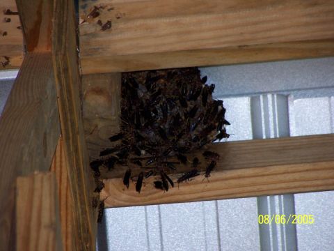 1976 Ford F-150 - cluster of wasps or hornets builds a nest tucked against wooden deck joists above corrugated siding, dated 08/06/2005.