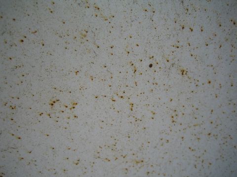 1990 Ford Bronco - Macro close-up of a white painted surface covered with scattered orange rust freckles and pinholes.