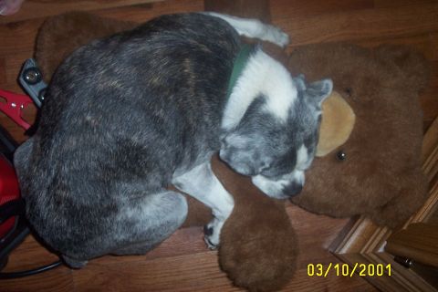 1979 Ford F-150 - A dog rests on a teddy bear, with a date stamp indicating the photo was taken in 2001.