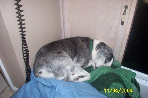1979 Ford F-150 - A dog sleeps soundly on a pile of blankets, with a date stamp indicating the photo was taken on November 4, 2004.